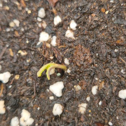 Milky way  🌌🌌🌌🌌 (hybrid) #4 growlog timeline photo