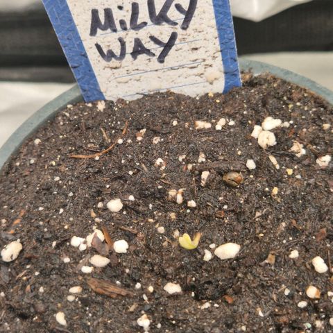 Milky way  🌌🌌🌌🌌 (hybrid) #1 growlog timeline photo