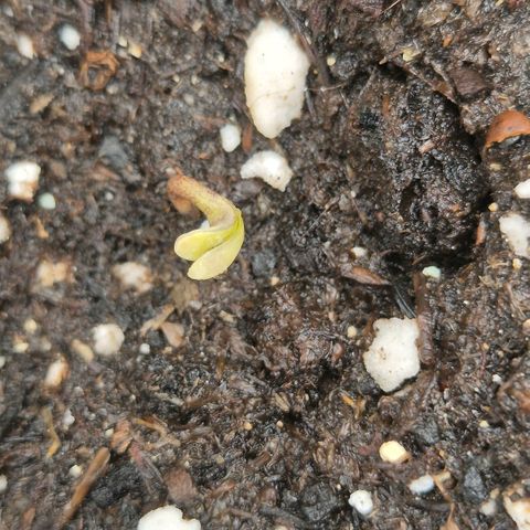 Milky way  🌌🌌🌌🌌 (hybrid) #1 growlog timeline photo