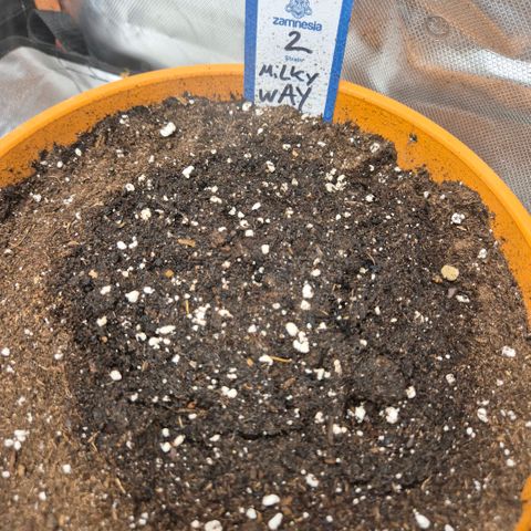 Milky way  🌌🌌🌌🌌 (hybrid) #2 links growlog photo: Der letzte 