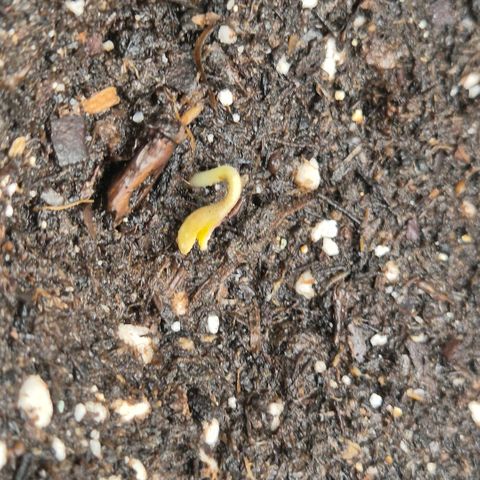 Sticky beast 👹👹👹( zamnesia) #1 growlog timeline photo