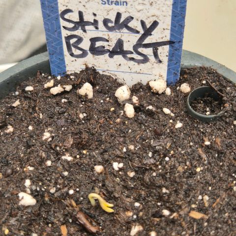 Sticky beast 👹👹👹( zamnesia) #1 growlog timeline photo