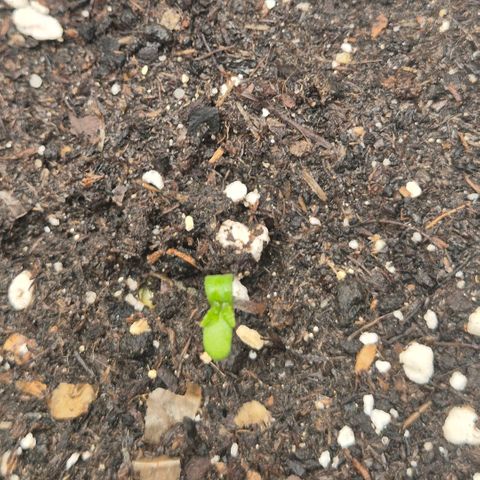 Sticky beast 👹👹👹( zamnesia) #3 growlog timeline photo