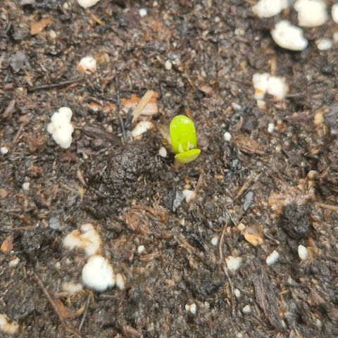 Milky way  🌌🌌🌌🌌 (hybrid) #3 growlog photo: ☺️ 2-3 Std. Später 