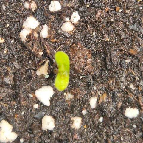 Milky way  🌌🌌🌌🌌 (hybrid) #4 growlog photo: 2-3 Std später 