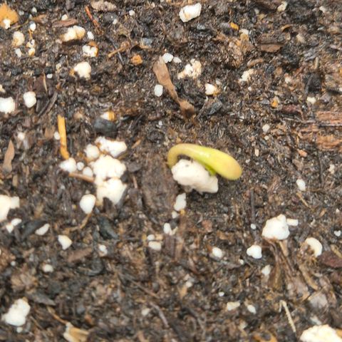 Sticky beast 👹👹👹( zamnesia) #2 growlog timeline photo