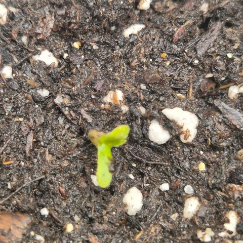 Milky way  🌌🌌🌌🌌 (hybrid) #1 growlog timeline photo