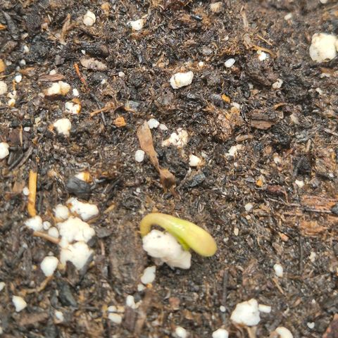 Milky way  🌌🌌🌌🌌 (hybrid) #2 links growlog timeline photo