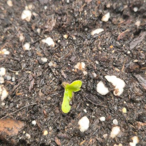 Sticky beast 👹👹👹( zamnesia) #1 growlog timeline photo