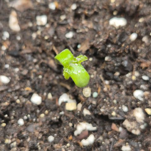 Sticky beast 👹👹👹( zamnesia) #2 growlog timeline photo