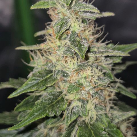 Ghost Train Haze (77-84 Tage) growlog timeline photo