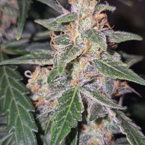 Ghost Train Haze (77-84 Tage) growlog timeline photo