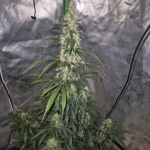 Ghost Train Haze (77-84 Tage) growlog timeline photo