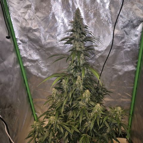 Ghost Train Haze (77-84 Tage) growlog timeline photo