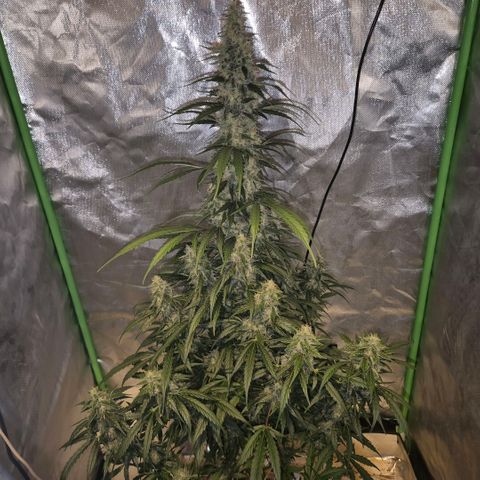 Ghost Train Haze (77-84 Tage) growlog timeline photo