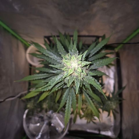 Ghost Train Haze (77-84 Tage) growlog timeline photo