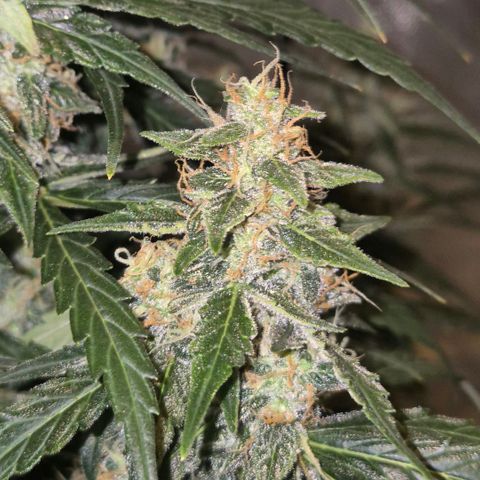 Ghost Train Haze (77-84 Tage) growlog timeline photo