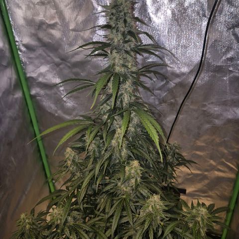 Ghost Train Haze (77-84 Tage) growlog timeline photo