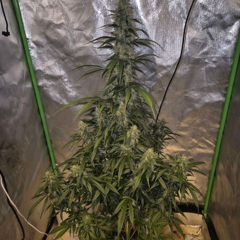 Ghost Train Haze (77-84 Tage) growlog timeline photo