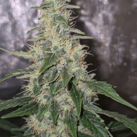 Ghost Train Haze (77-84 Tage) growlog timeline photo