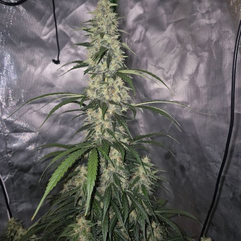 Ghost Train Haze (77-84 Tage) growlog timeline photo