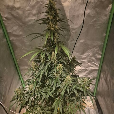 Ghost Train Haze (77-84 Tage) growlog timeline photo