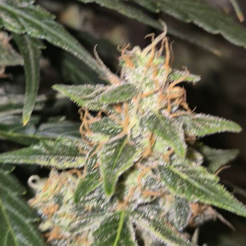 Ghost Train Haze (77-84 Tage) growlog timeline photo