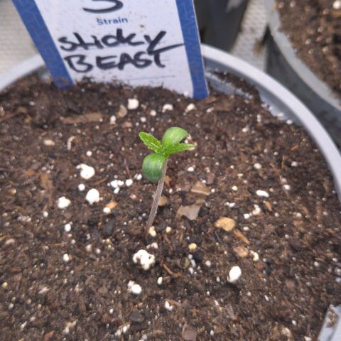 Sticky beast 👹👹👹( zamnesia) #3 growlog timeline photo
