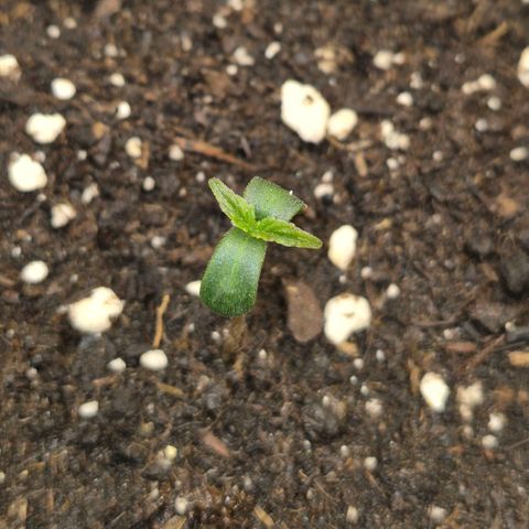 Milky way  🌌🌌🌌🌌 (hybrid) #3 growlog timeline photo