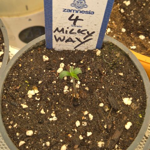 Milky way  🌌🌌🌌🌌 (hybrid) #4 growlog timeline photo