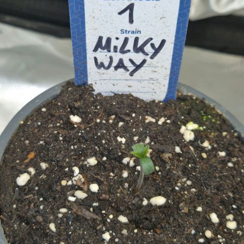 Milky way  🌌🌌🌌🌌 (hybrid) #1 growlog timeline photo