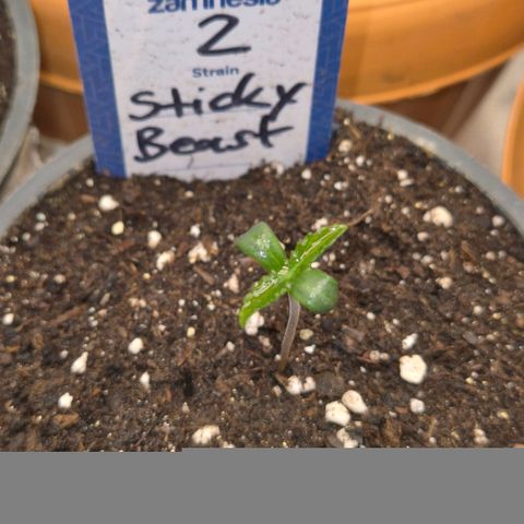 Sticky beast 👹👹👹( zamnesia) #2 growlog timeline photo