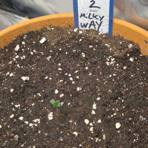 Milky way  🌌🌌🌌🌌 (hybrid) #2 links growlog timeline photo