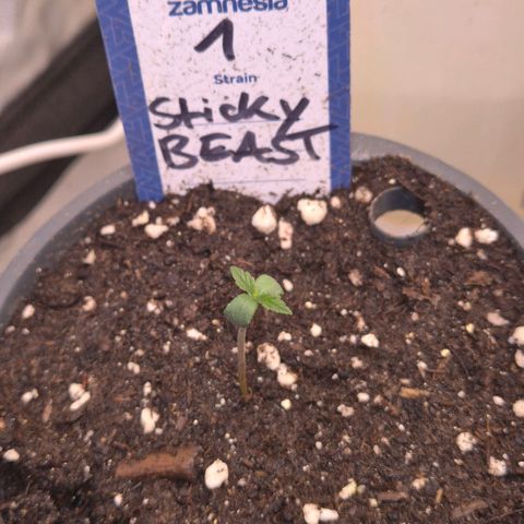 Sticky beast 👹👹👹( zamnesia) #1 growlog timeline photo