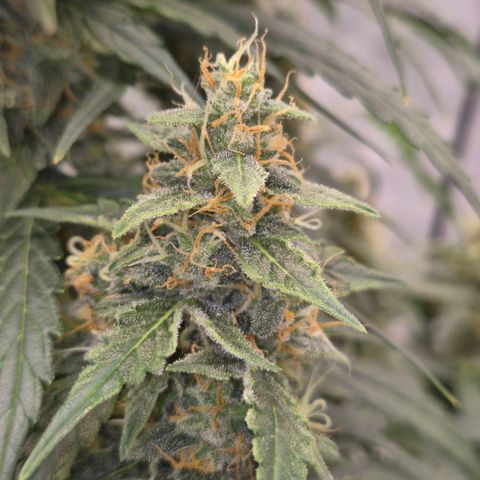 Ghost Train Haze (77-84 Tage) growlog timeline photo