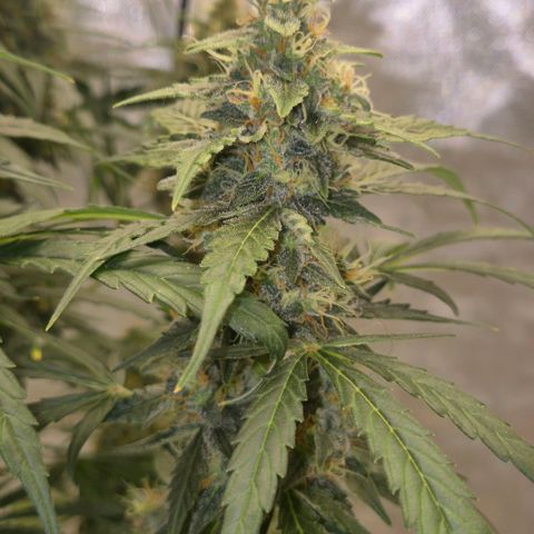 Ghost Train Haze (77-84 Tage) growlog timeline photo