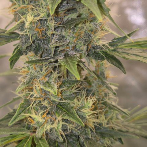 Ghost Train Haze (77-84 Tage) growlog timeline photo