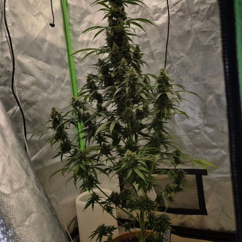 Ghost Train Haze (77-84 Tage) growlog timeline photo