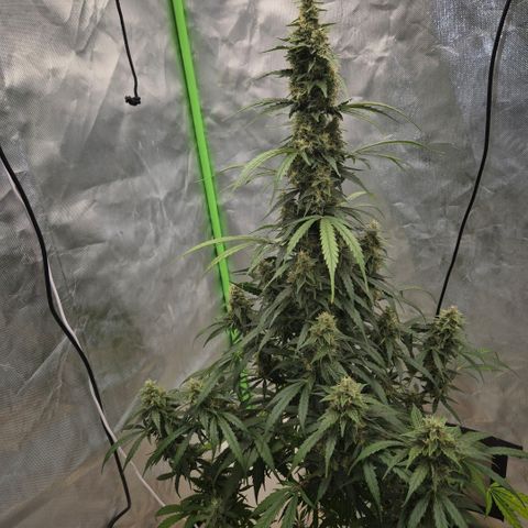 Ghost Train Haze (77-84 Tage) growlog timeline photo