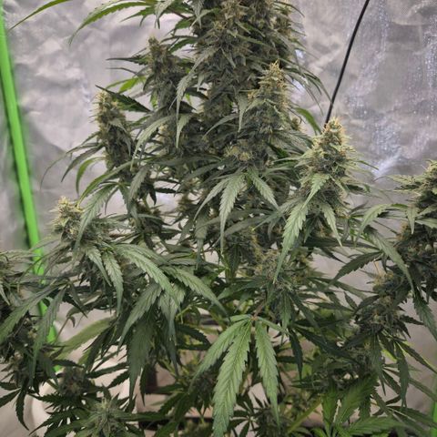Ghost Train Haze (77-84 Tage) growlog timeline photo
