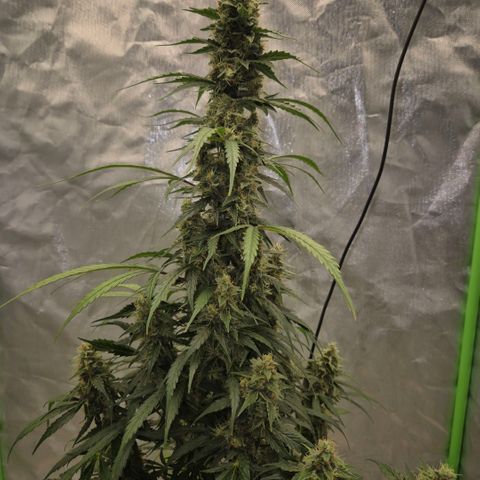 Ghost Train Haze (77-84 Tage) growlog timeline photo