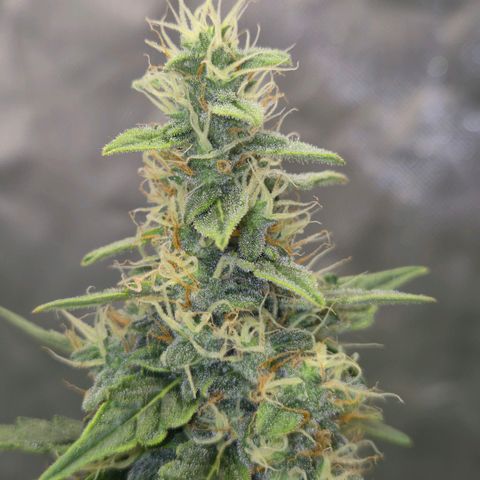 Ghost Train Haze (77-84 Tage) growlog timeline photo