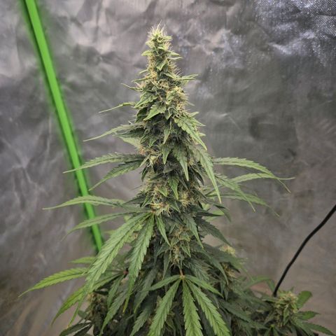 Ghost Train Haze (77-84 Tage) growlog timeline photo