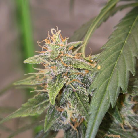 Ghost Train Haze (77-84 Tage) growlog timeline photo