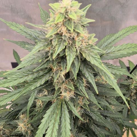 Ghost Train Haze (77-84 Tage) growlog timeline photo