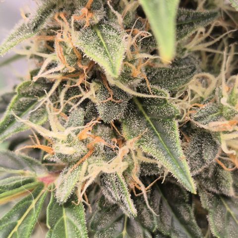 Ghost Train Haze (77-84 Tage) growlog timeline photo