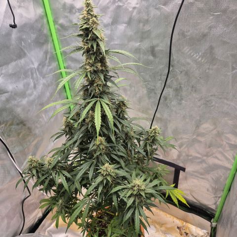Ghost Train Haze (77-84 Tage) growlog timeline photo