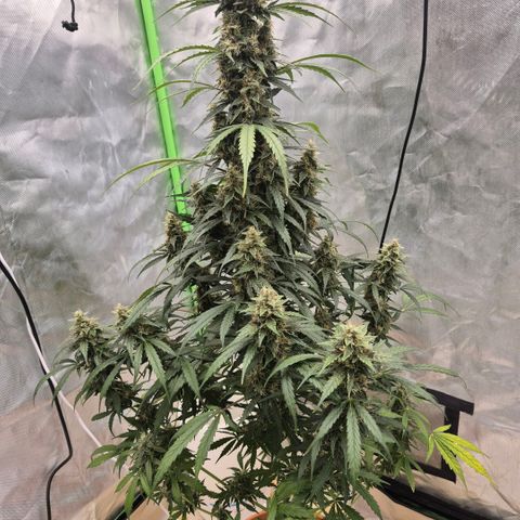 Ghost Train Haze (77-84 Tage) growlog timeline photo