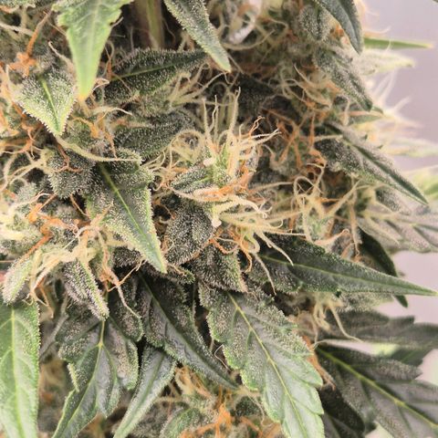 Ghost Train Haze (77-84 Tage) growlog timeline photo