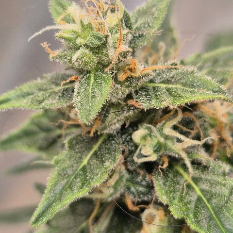 Ghost Train Haze (77-84 Tage) growlog timeline photo